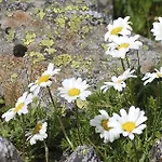 Bauernhof Oberscheffau *
