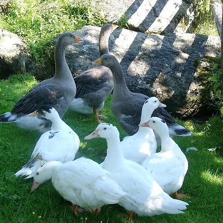 Bauernhof Oberscheffau Vakantieboerderij