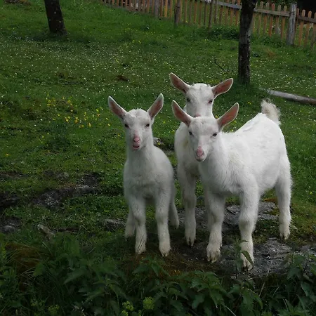 Bauernhof Oberscheffau