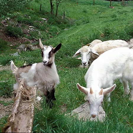 Bauernhof Oberscheffau Séjour à la ferme *