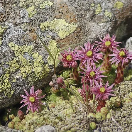 Bauernhof Oberscheffau 팜스테이