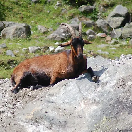 Vakantieboerderij Bauernhof Oberscheffau Neukirchen am Großvenediger