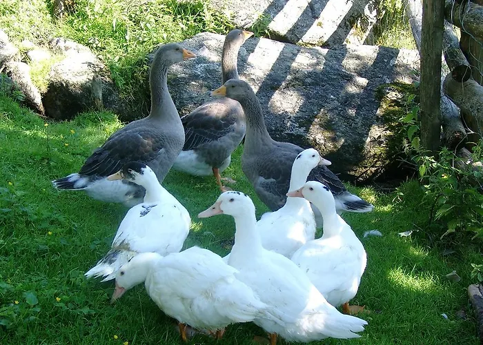 Bauernhof Oberscheffau Vakantieboerderij