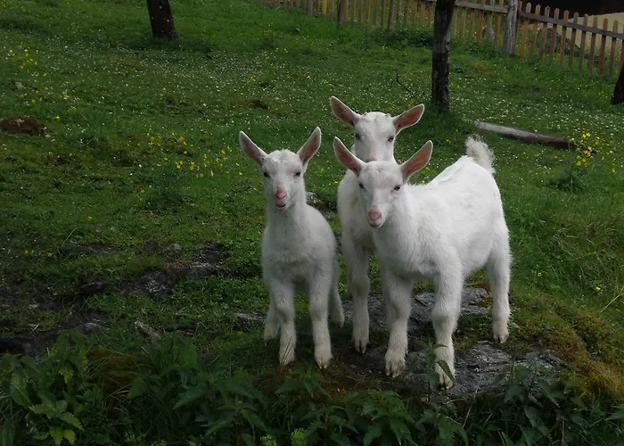 Bauernhof Oberscheffau