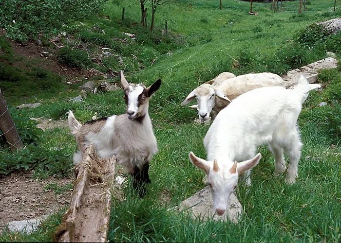 Bauernhof Oberscheffau Vakantieboerderij *