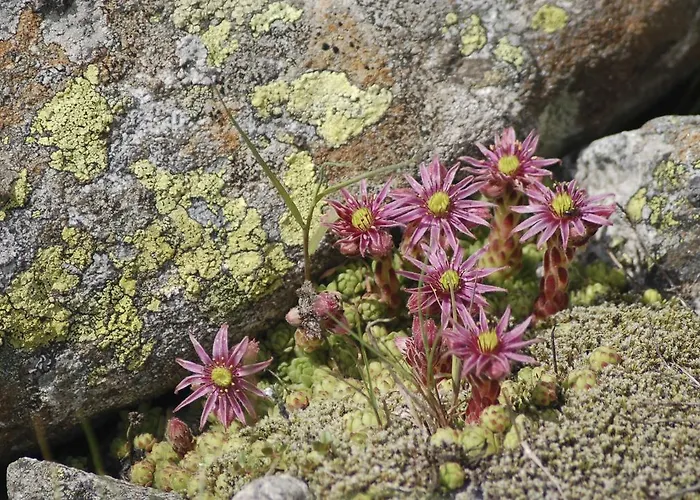 باويرنهوف أوبيرشيفاو مزرعة للإقامة