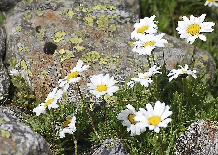 Bauernhof Oberscheffau *
