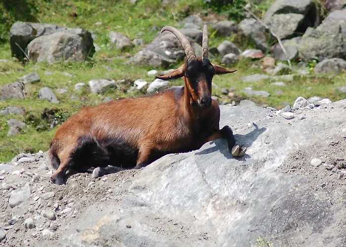 Vakantieboerderij Bauernhof Oberscheffau Neukirchen am Großvenediger